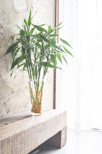plant in vase decoration