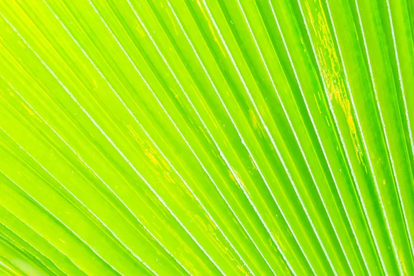 Gröna bananblad — Stockfoto