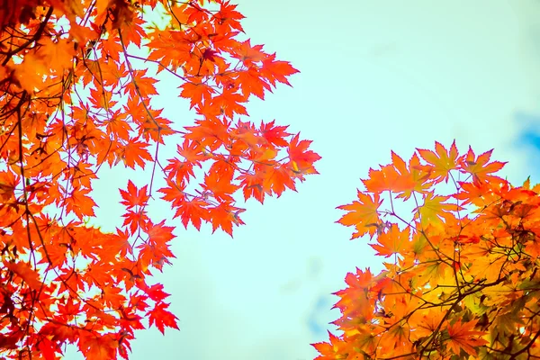 Feuilles d'érable rouge en automne — Photo