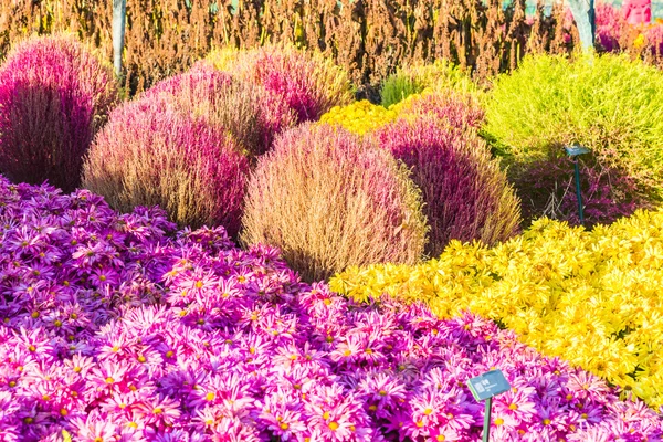 Schöner Garten und Blumen — Stockfoto