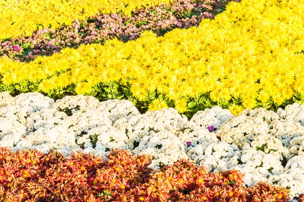 Hermoso jardín y flores — Foto de Stock