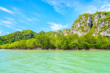 Güzel tropik mangrov orman