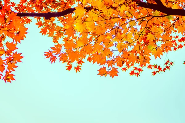 Hojas de arce rojo en temporada de otoño — Foto de Stock