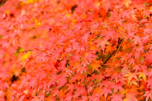 Ahornblätter im Park bei Japan — Stockfoto