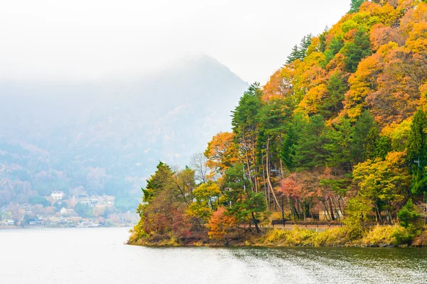 Lake kawaguchiko forest — Stock Photo, Image