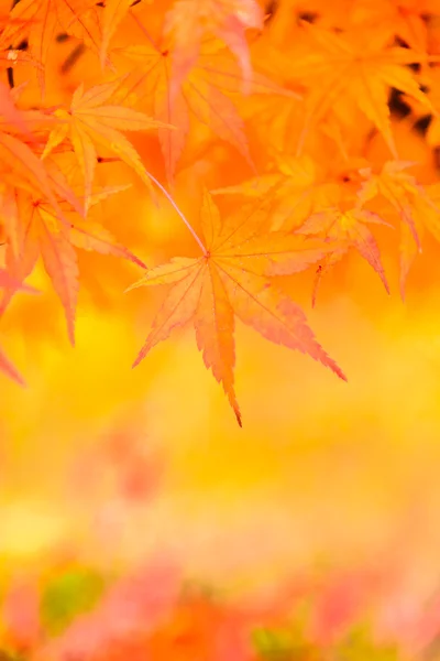 Feuilles d'érable dans le parc au Japon — Photo