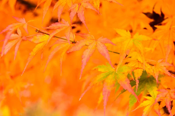 Карликовые листья в парке в Японии — стоковое фото