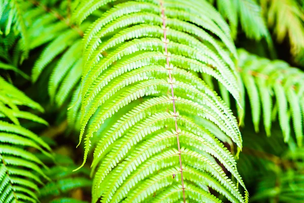 Hojas de helecho verde —  Fotos de Stock