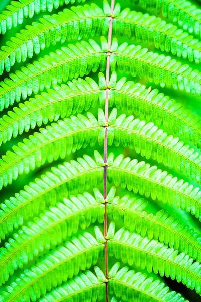 Foglie di felce verde — Foto Stock