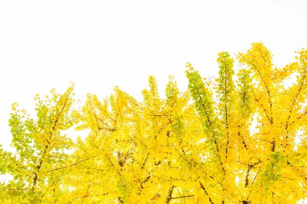 Hojas amarillas de Ginkgo — Foto de Stock