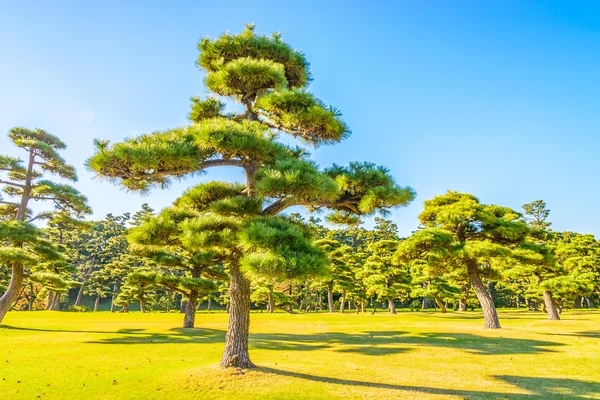 Giardino di palazzo imperiale a città di tokyo — Foto Stock