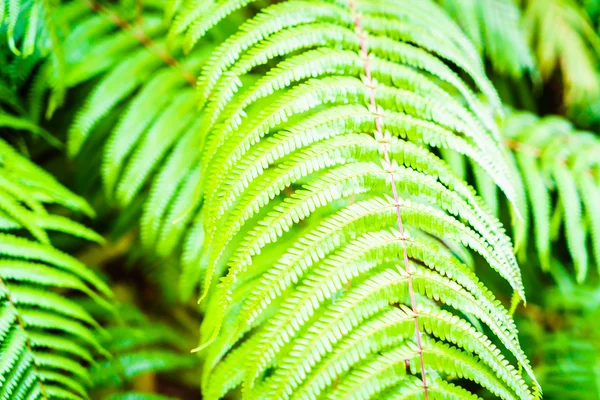 Green Fern leaves — Stock Photo, Image