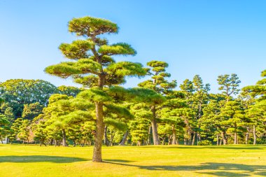 İmparatorluk Sarayı'nda tokyo şehir Bahçe