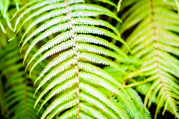 Colore verde delle foglie di felce — Foto Stock