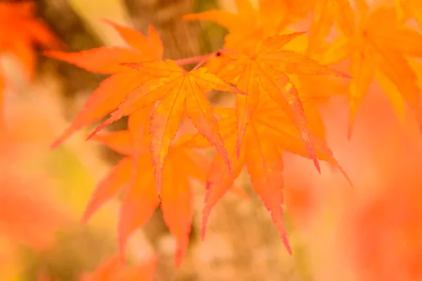 Feuilles d'érable orange — Photo