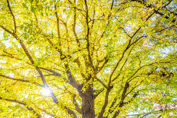 Желтое дерево гинкго с солнечным светом — стоковое фото