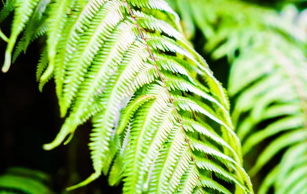 Groene kleur van fern bladeren — Stockfoto