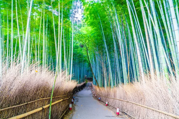Mooie bamboebos — Stockfoto