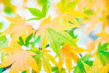 renkli akçaağaç yaprakları