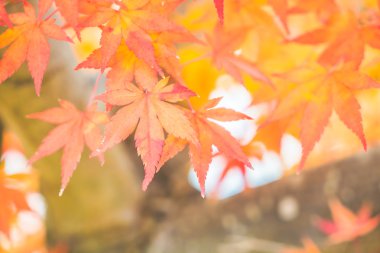 kırmızı akçaağaç yaprakları