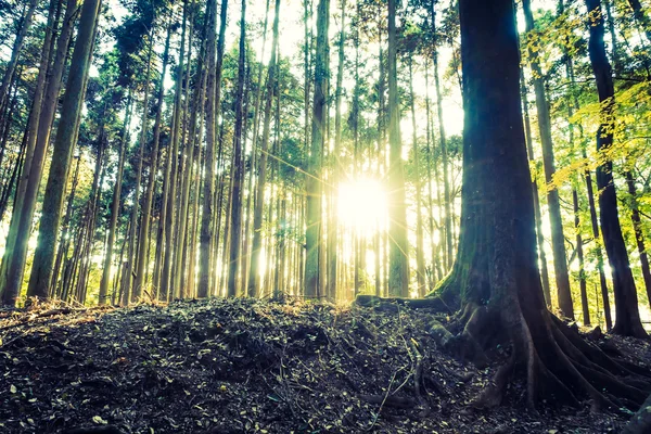 Tree ΡΙΖΕΣ και ήλιος φωτοβολίδα — Φωτογραφία Αρχείου