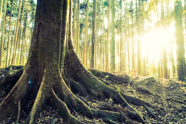 Tree ΡΙΖΕΣ και ήλιος φωτοβολίδα — Φωτογραφία Αρχείου