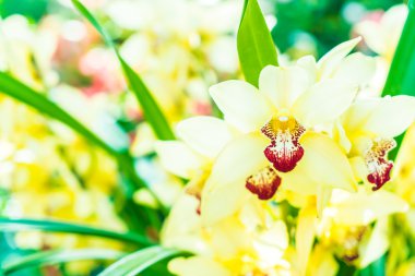 güzel renk orkide çiçek