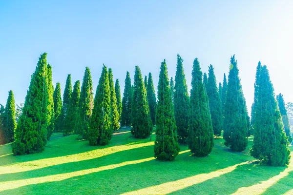 Pine tree forest — Stock Photo, Image