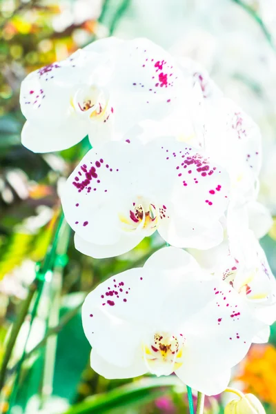 Krásná barva orchid květiny — Stock fotografie