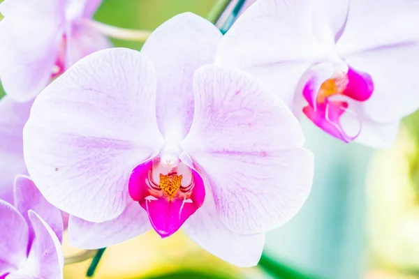 Flores de orquídea de cor bonita — Fotografia de Stock