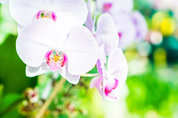 Bei fiori di orchidea di colore — Foto Stock