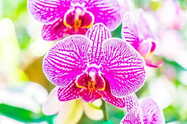 Flores de orquídea de cor bonita — Fotografia de Stock