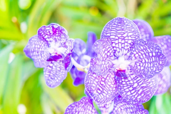 Beautiful color orchid flowers — Stock Photo, Image