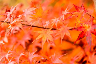 akçaağaç yaprakları Park