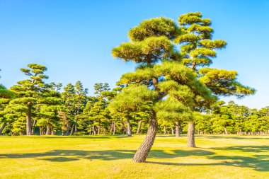 Bonsai ağacı İmparatorluk Sarayı'nın bahçesinde