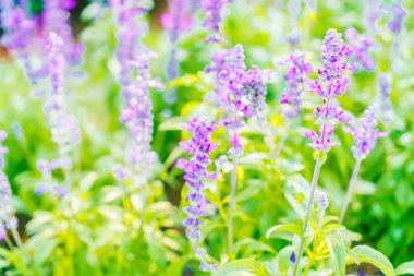 Seçici odak noktası lavanta çiçek