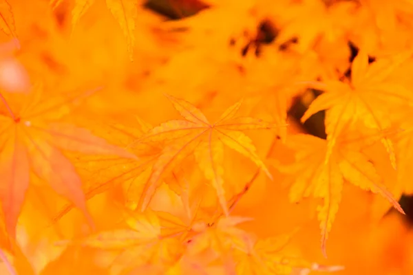 Maple leaves in park — Stock Photo, Image