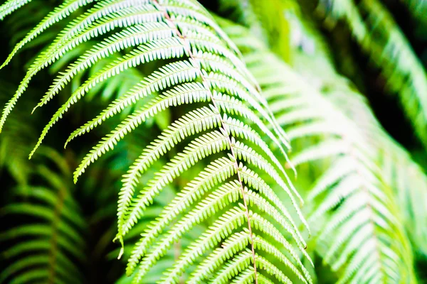 Green color of fern leaf — Stock Photo, Image