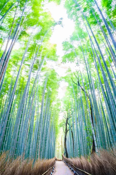 Bela floresta de bambu — Fotografia de Stock