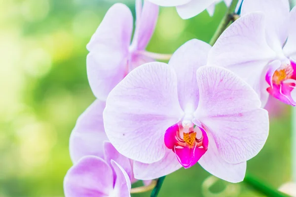 Foco macio na flor do Orchid — Fotografia de Stock