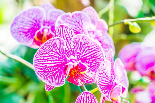 Foco macio na flor do Orchid — Fotografia de Stock