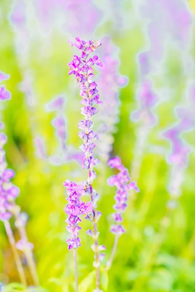 Punto focale selettivo sul fiore di Lavanda — Foto Stock