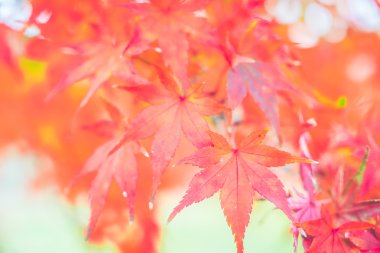 kırmızı akçaağaç yaprakları