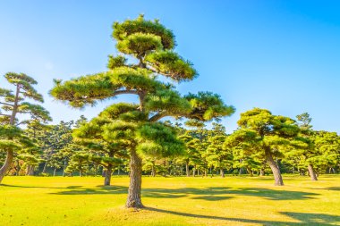 İmparatorluk Sarayı'nda tokyo şehir Bahçe