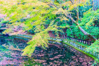 Japonya 'da sonbahar sezonu