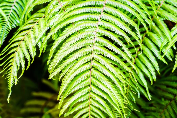 Couleur verte des feuilles de fougère — Photo