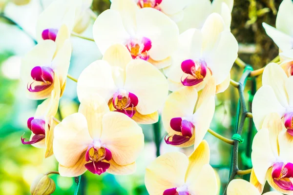 Beautiful orchid flowers — Stock Photo, Image