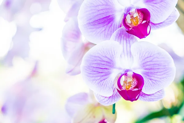 Beautiful orchid flowers — Stock Photo, Image