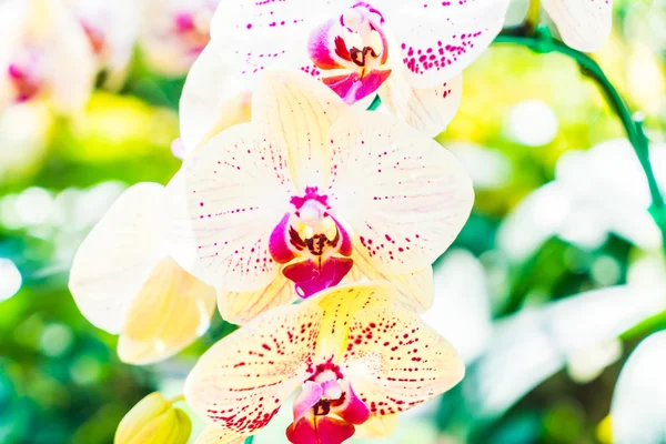 Beautiful orchid flowers — Stock Photo, Image