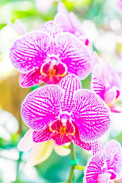 Lindas flores de orquídea — Fotografia de Stock